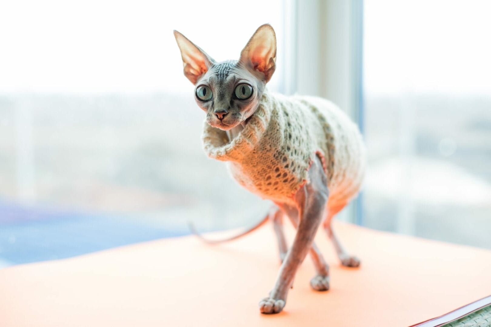 Why Cats Become Limp When Dressed: Understanding Their Discomfort