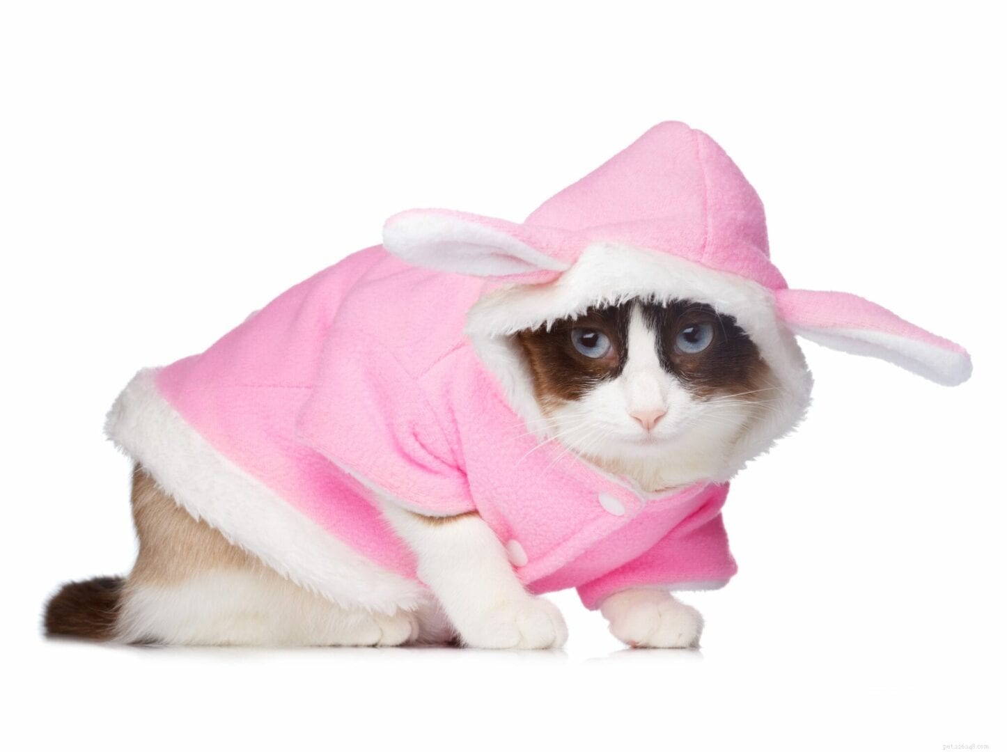 Why Cats Become Limp When Dressed: Understanding Their Discomfort