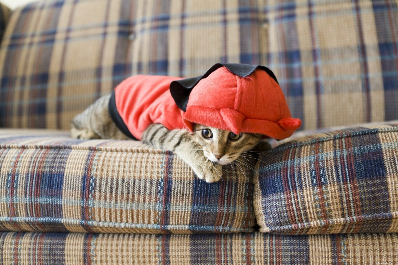 Why Cats Become Limp When Dressed: Understanding Their Discomfort