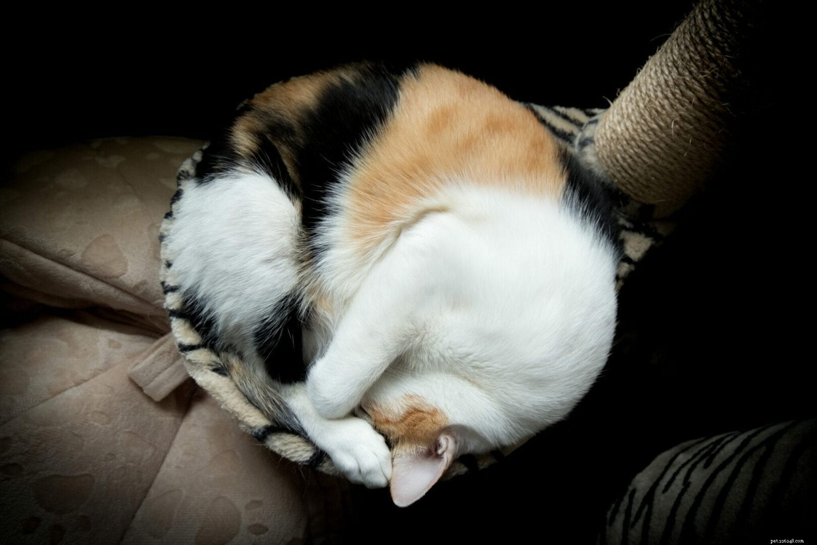 The Science Behind Why Cats Curl Up While Sleeping