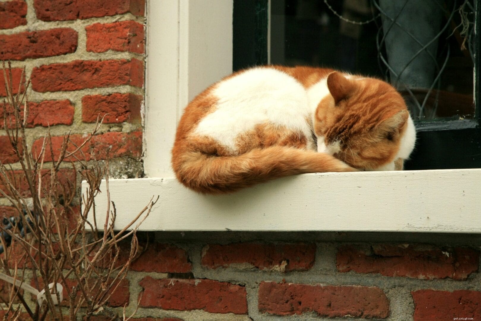 The Science Behind Why Cats Curl Up While Sleeping