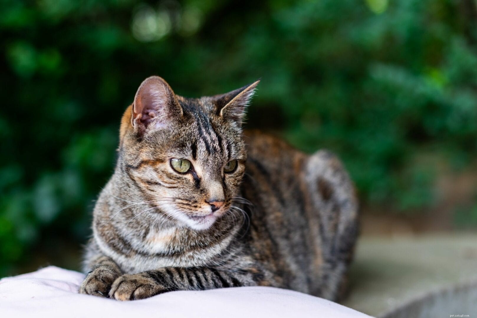 9 Ways You May Be Disrespecting Your Cat (and How to Fix It)