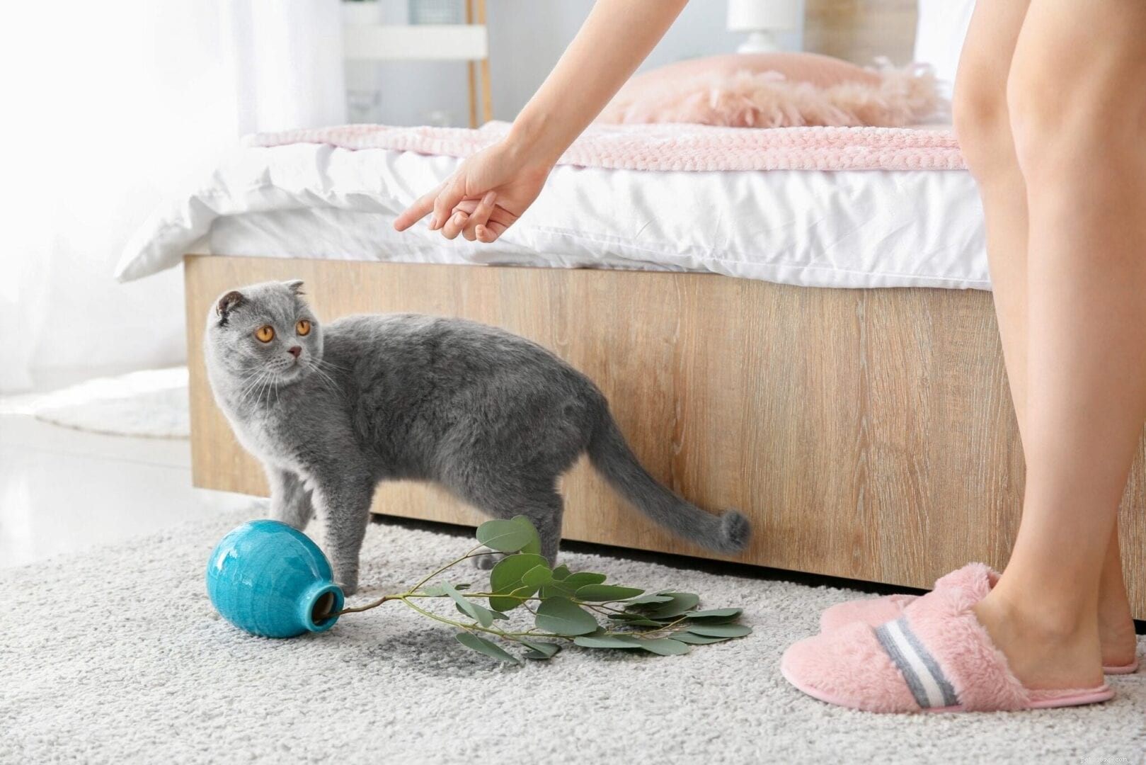 9 Ways You May Be Disrespecting Your Cat (and How to Fix It)