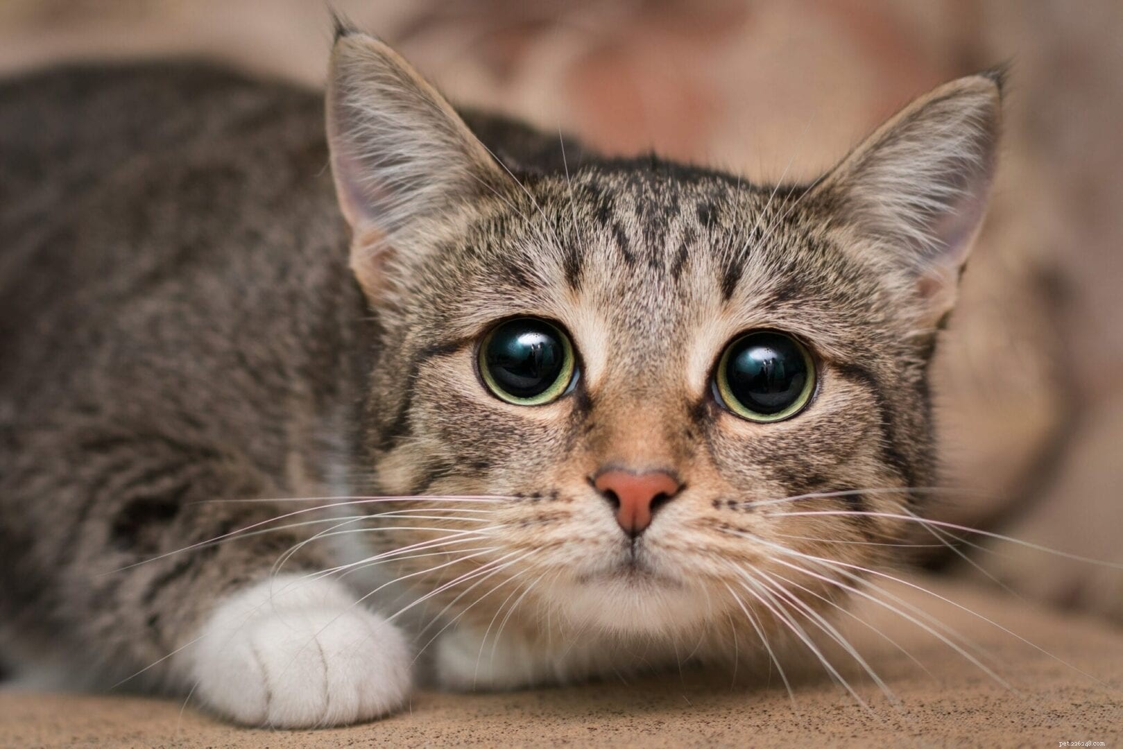 9 Ways You May Be Disrespecting Your Cat (and How to Fix It)