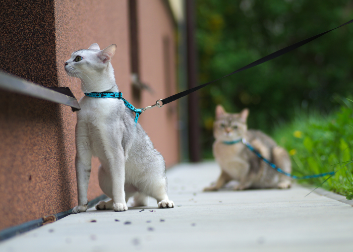 Why Cats Go Limp on Leashes: Understanding Their Behavior