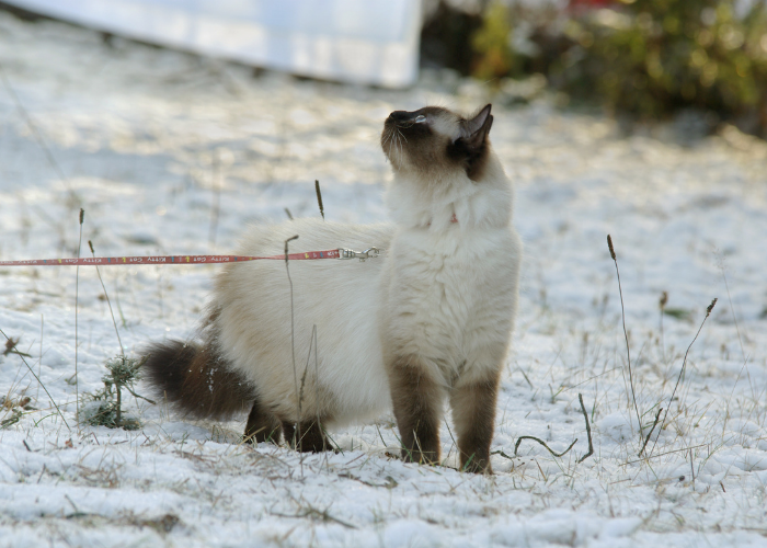 Why Cats Go Limp on Leashes: Understanding Their Behavior