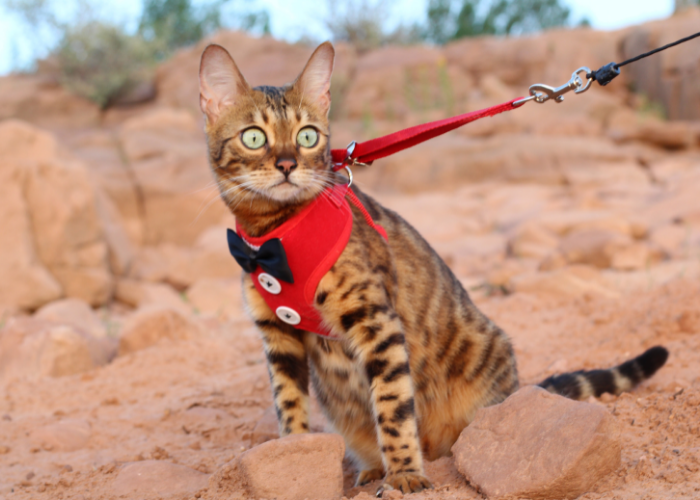 Why Cats Go Limp on Leashes: Understanding Their Behavior