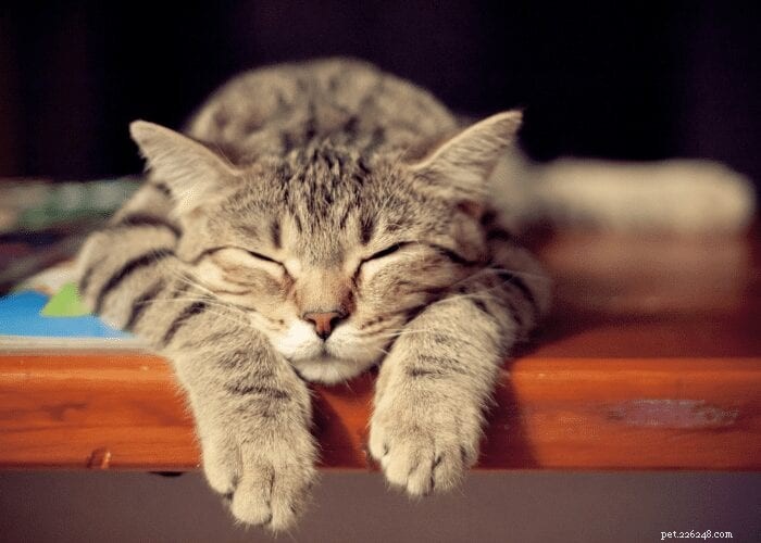 What Causes Some Cats to Purr Louder? Exploring the Science Behind Their Vibrations