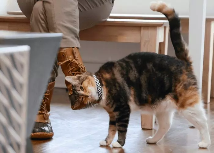 Why Do Cats Walk Between Your Legs? Expert Insights & Tips