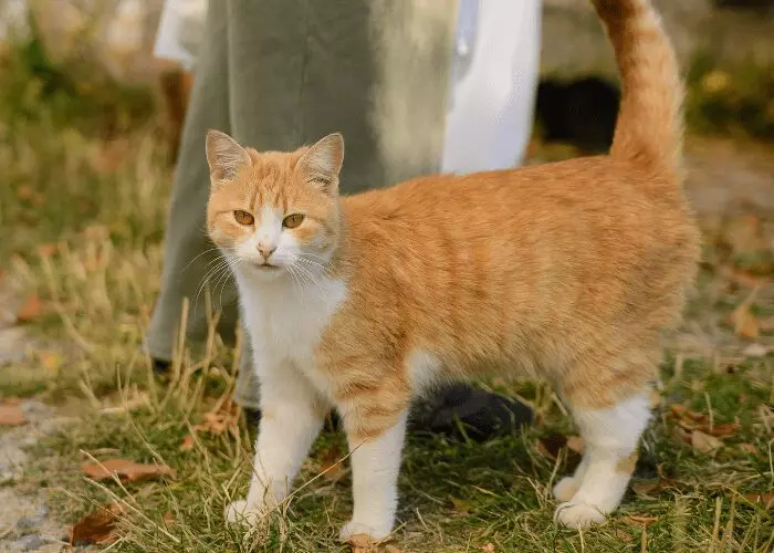Why Do Cats Walk Between Your Legs? Expert Insights & Tips