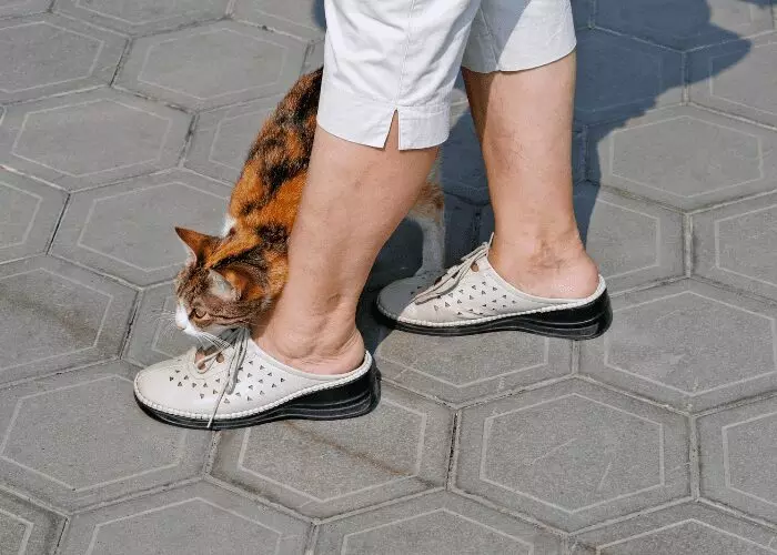 Why Do Cats Walk Between Your Legs? Expert Insights & Tips
