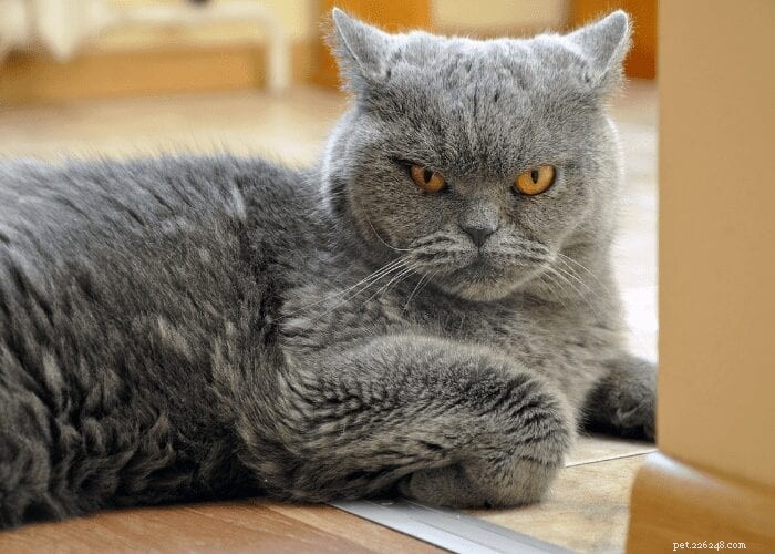 Understanding Your Cat s Territorial Behavior: Causes and Solutions