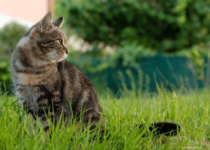 Understanding Your Cat s Territorial Behavior: Causes and Solutions