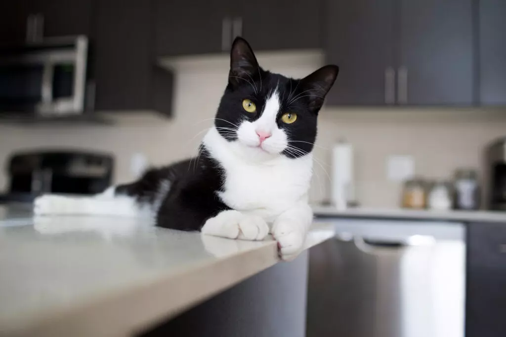 Why Cats Destroy and How to Stop It: A Practical Guide