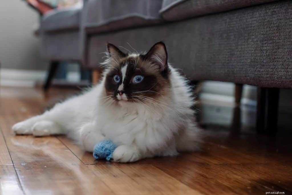Why Cats Play with Their Food—and How to Handle It