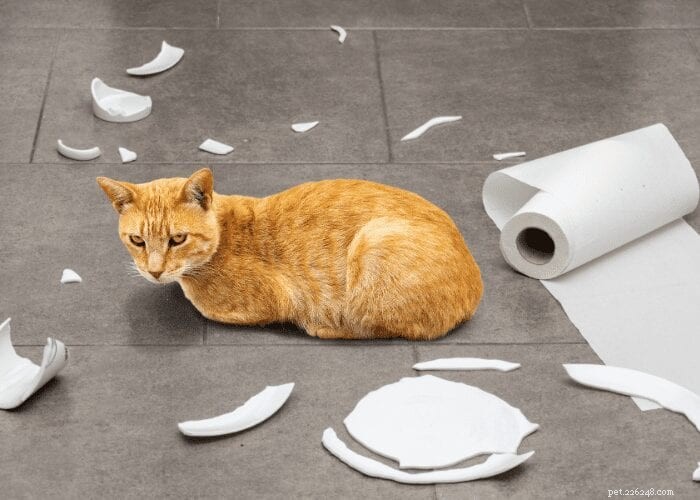 Why Cats Destroy and How to Stop It: A Practical Guide