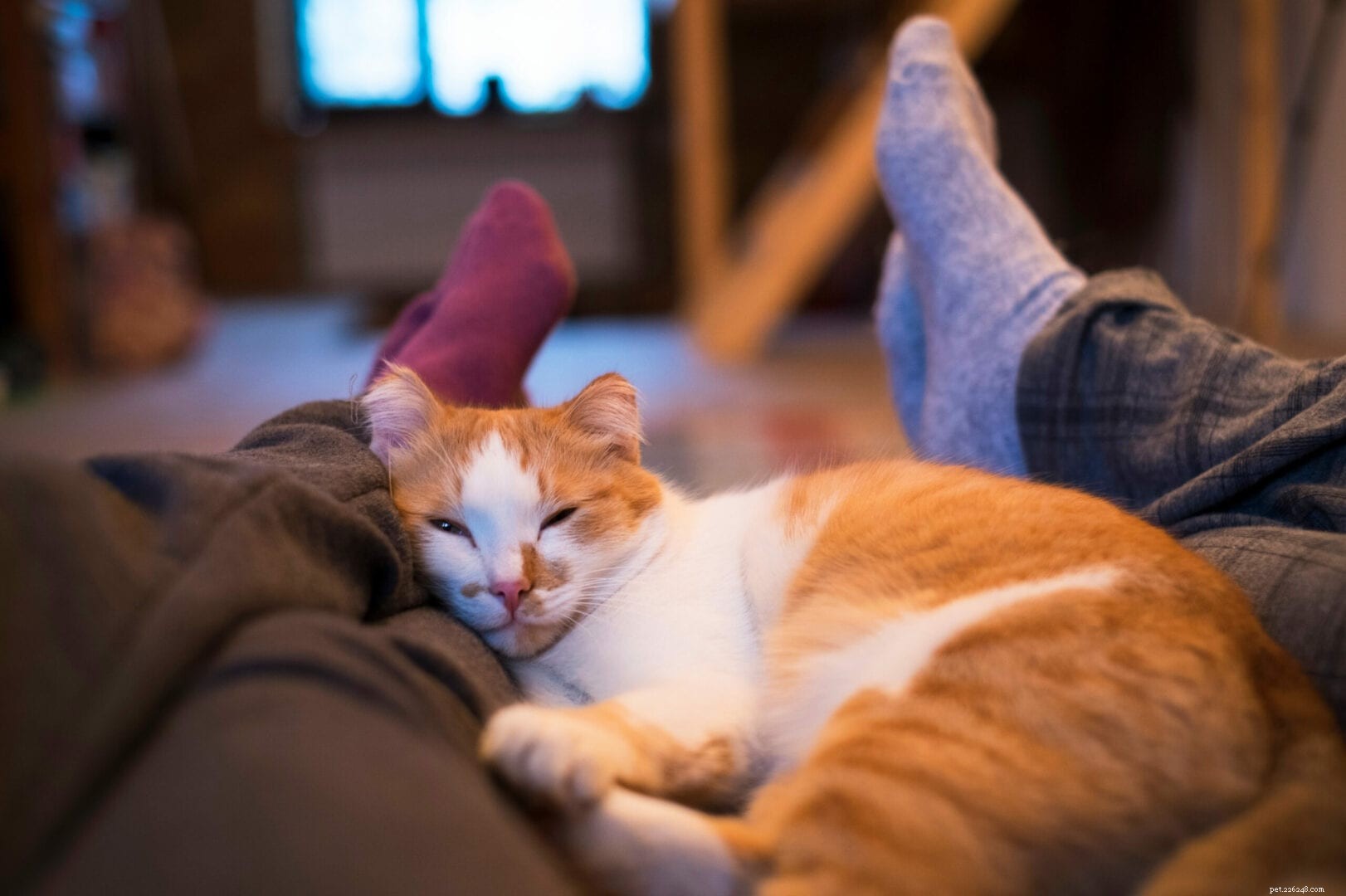 What It Means When Your Cat Sleeps at the Foot of Your Bed