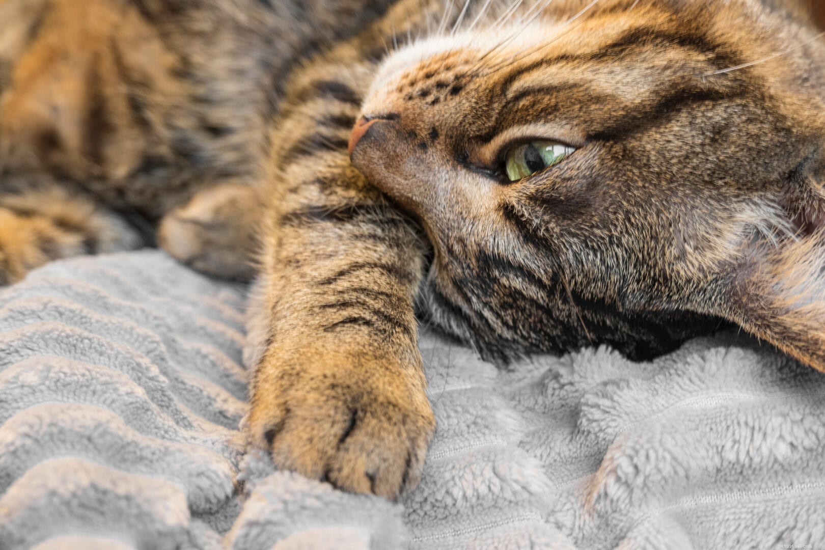 What It Means When Your Cat Sleeps at the Foot of Your Bed