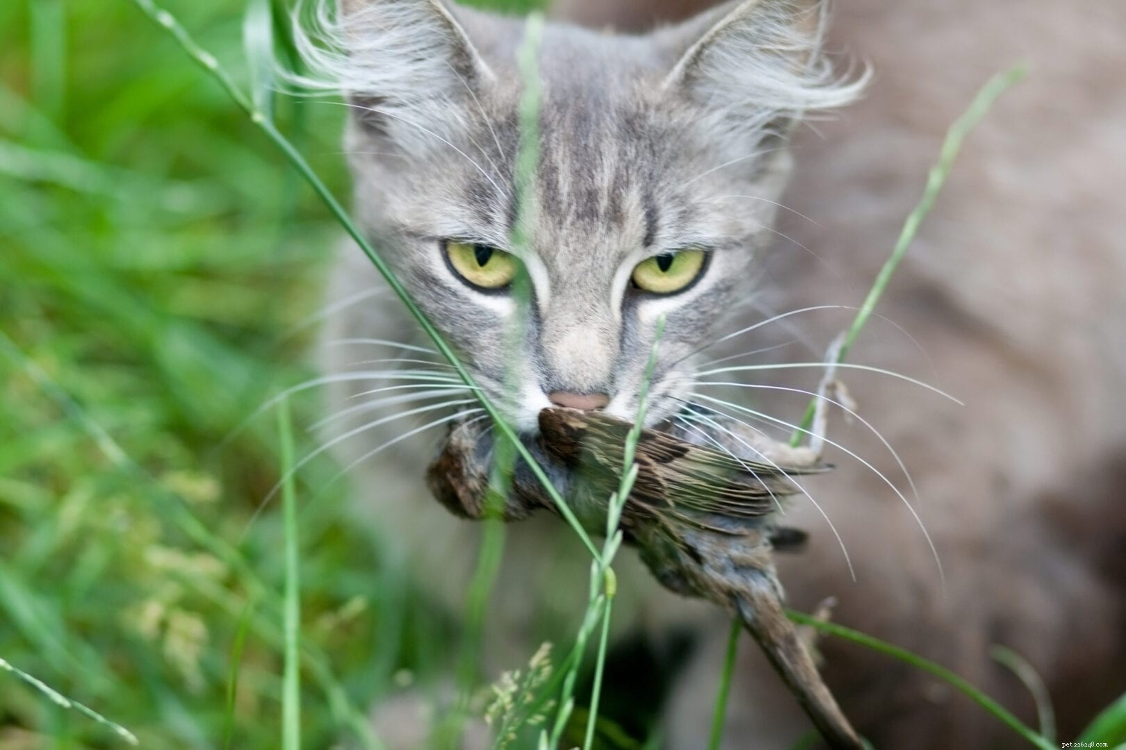 Why Do Indoor Cats Often Leave Their Killed Prey Untouched?