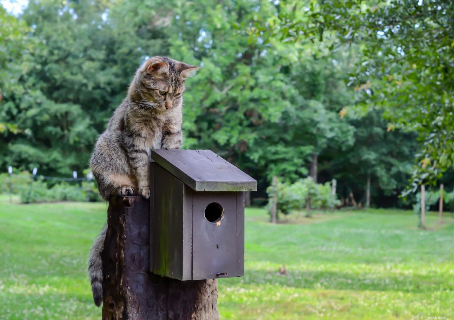 Why Do Indoor Cats Often Leave Their Killed Prey Untouched?