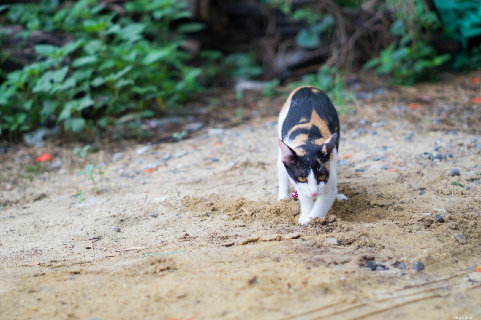 Why Cats Instinctively Use the Litter Box – A Quick Guide