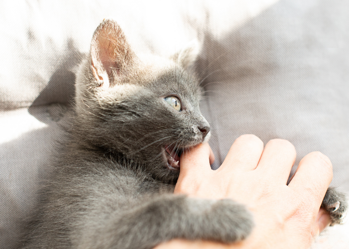 Understanding Why Cats Play Rough: Causes and Tips