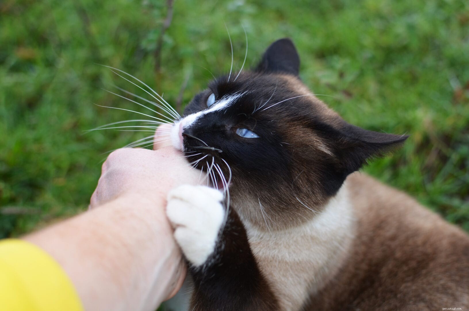 Understanding Why Cats Play Rough: Causes and Tips
