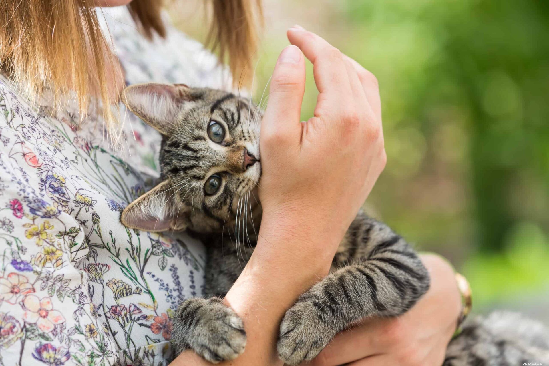 Understanding Why Cats Play Rough: Causes and Tips