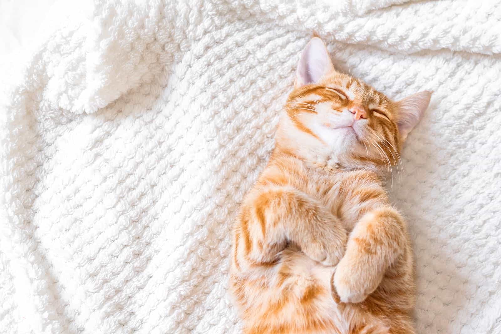 Are Cats Nocturnal? Unveiling Their Nighttime Habits