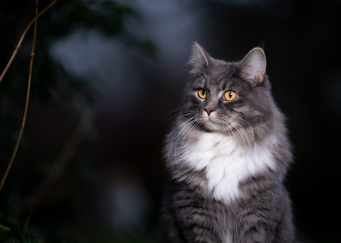Are Cats Nocturnal? Unveiling Their Nighttime Habits