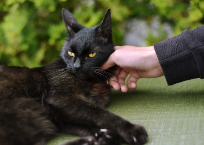 Can Cats Be Ticklish? Insights into Feline Sensitivity