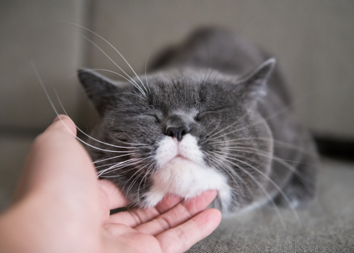Can Cats Be Ticklish? Insights into Feline Sensitivity
