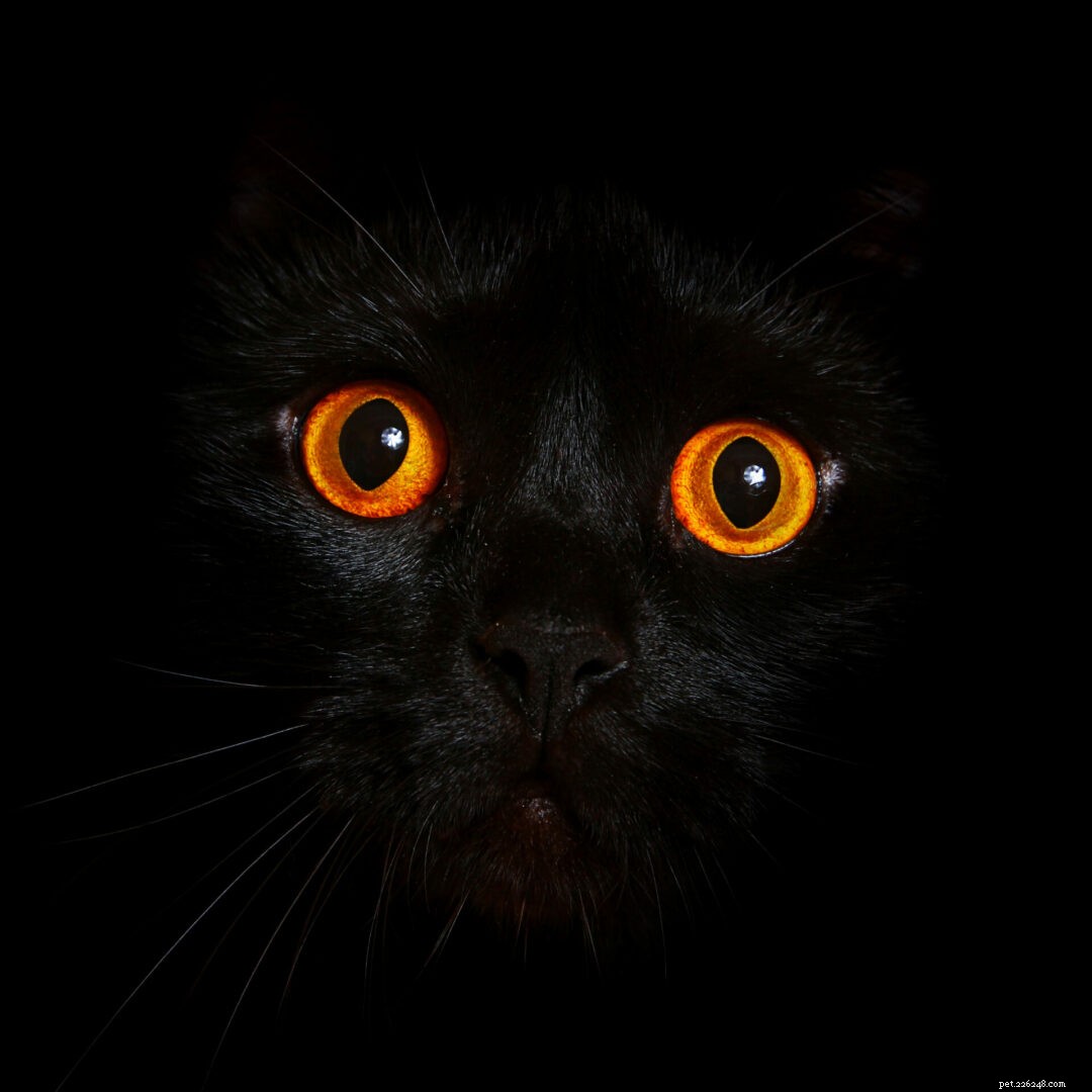 How Cats Naturally Relieve Stress at Home