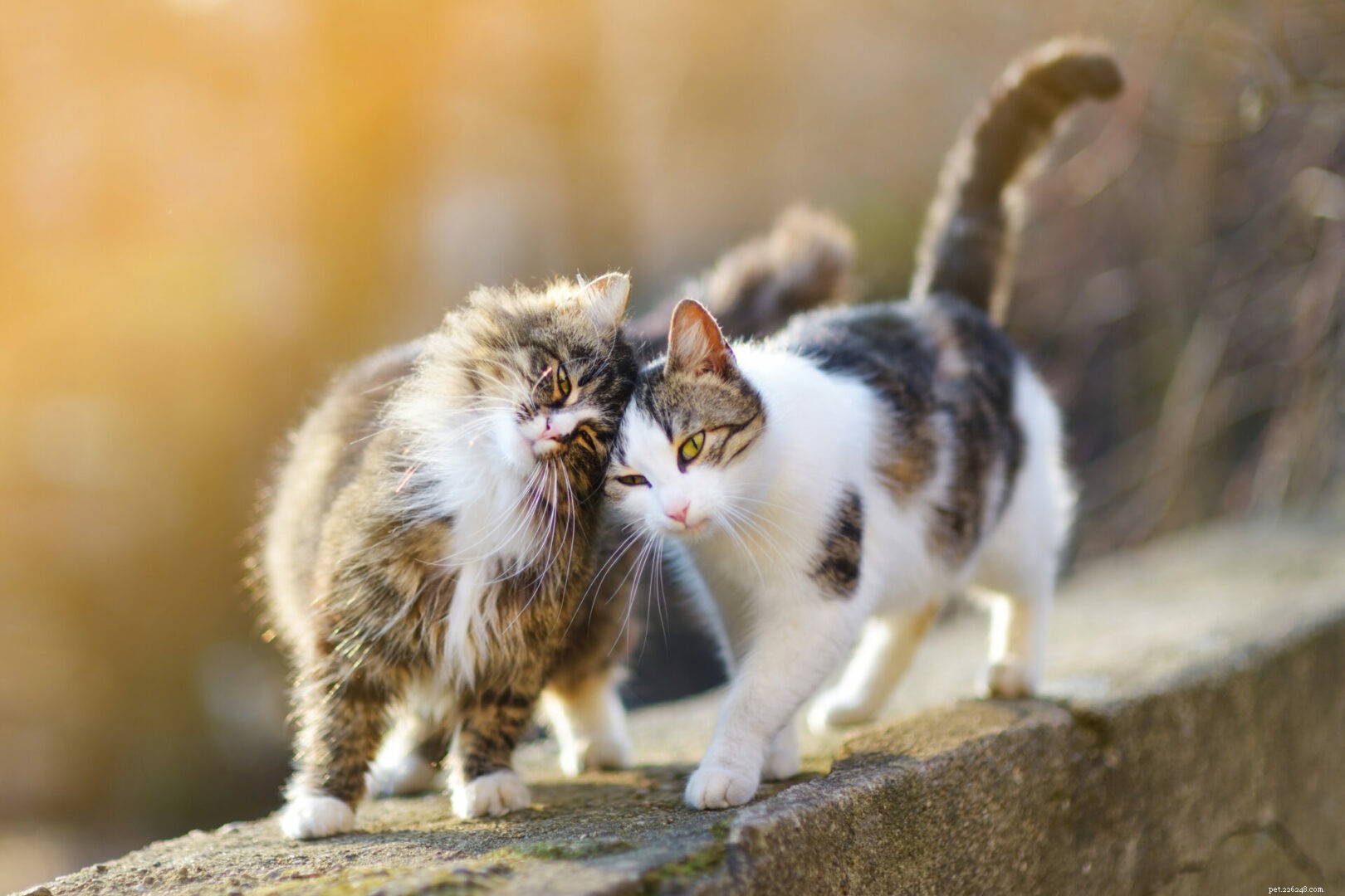 How Cats Naturally Relieve Stress at Home