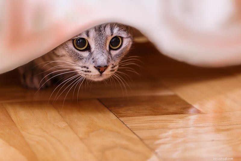 How Cats Naturally Relieve Stress at Home