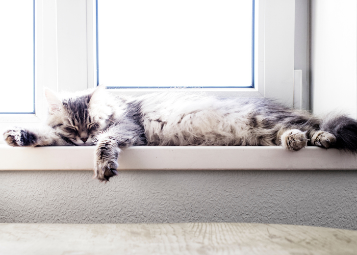 Why Cats Love Sunbathing: The Science Behind Their Cozy Sunlight Retreats