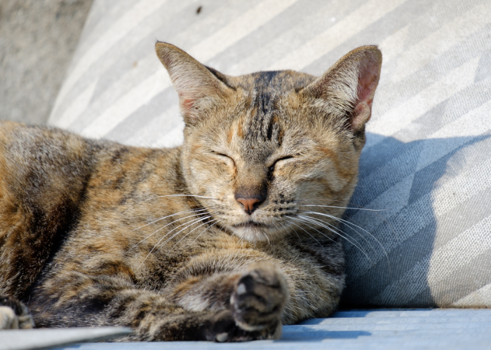 Why Cats Love Sunbathing: The Science Behind Their Cozy Sunlight Retreats