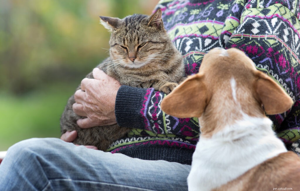Why Is My Cat So Possessive? Understanding Normal Cat Attachment
