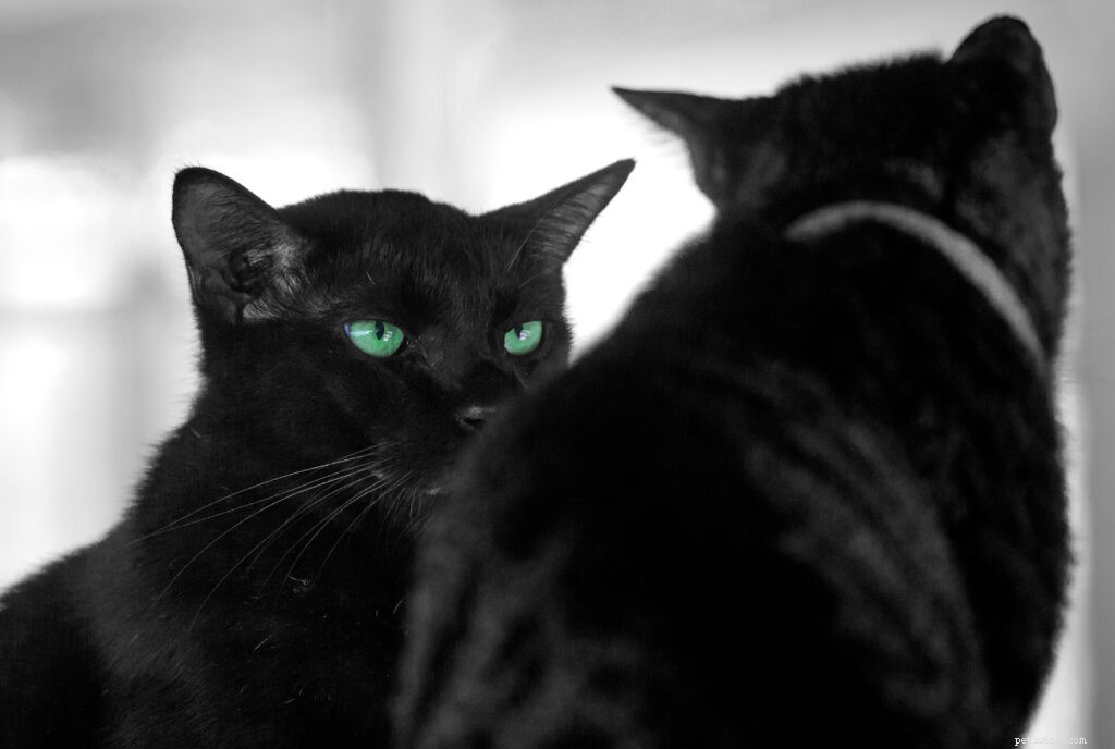Why Is My Cat So Possessive? Understanding Normal Cat Attachment
