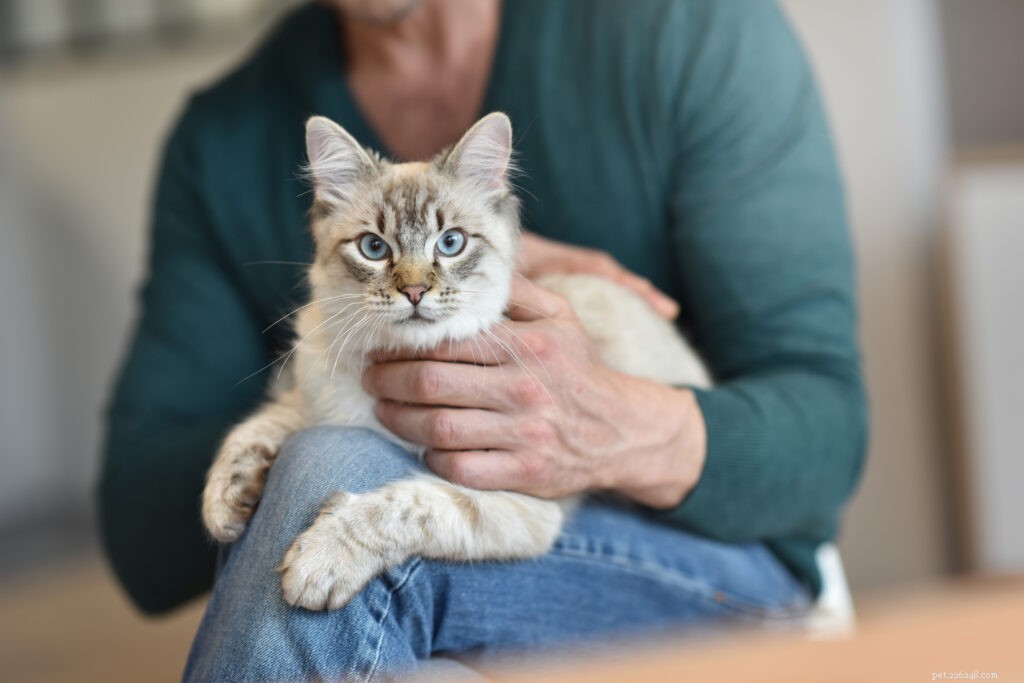 Why Is My Cat So Possessive? Understanding Normal Cat Attachment