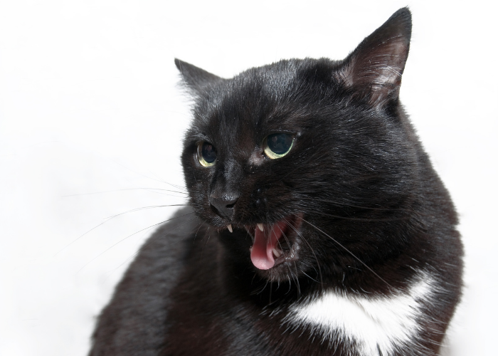 Why Is My Cat So Possessive? Understanding Normal Cat Attachment
