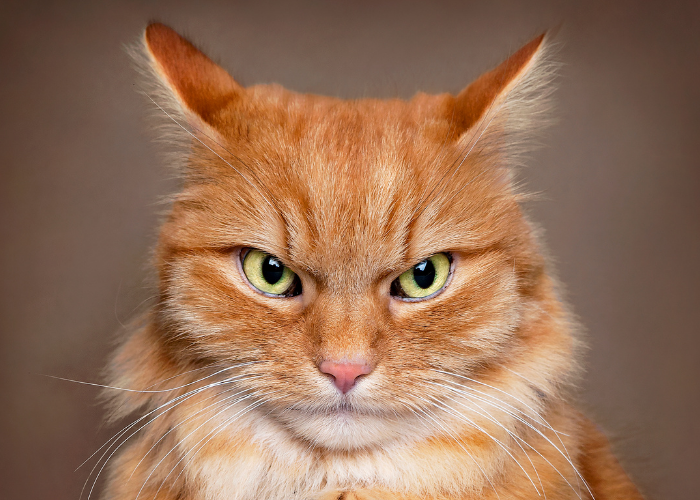 Why Your Cat May Dislike Your Partner: Understanding the Dynamics