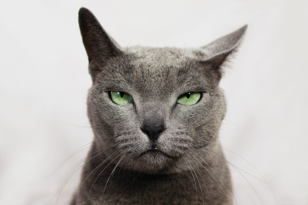 Why Your Cat May Dislike Your Partner: Understanding the Dynamics