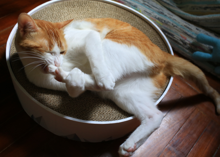 Why Cats Groom Frequently: Understanding Their Self‑Bathing Behavior