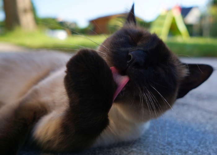 Why Cats Groom Frequently: Understanding Their Self‑Bathing Behavior