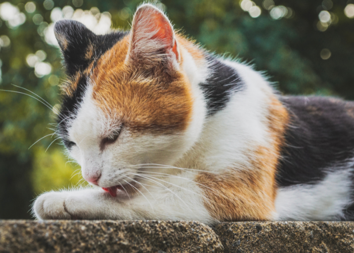 Why Cats Groom Frequently: Understanding Their Self‑Bathing Behavior