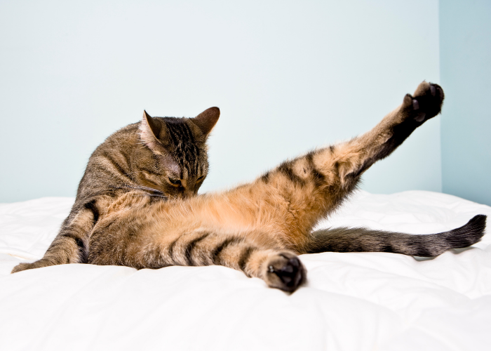 Why Cats Groom Frequently: Understanding Their Self‑Bathing Behavior