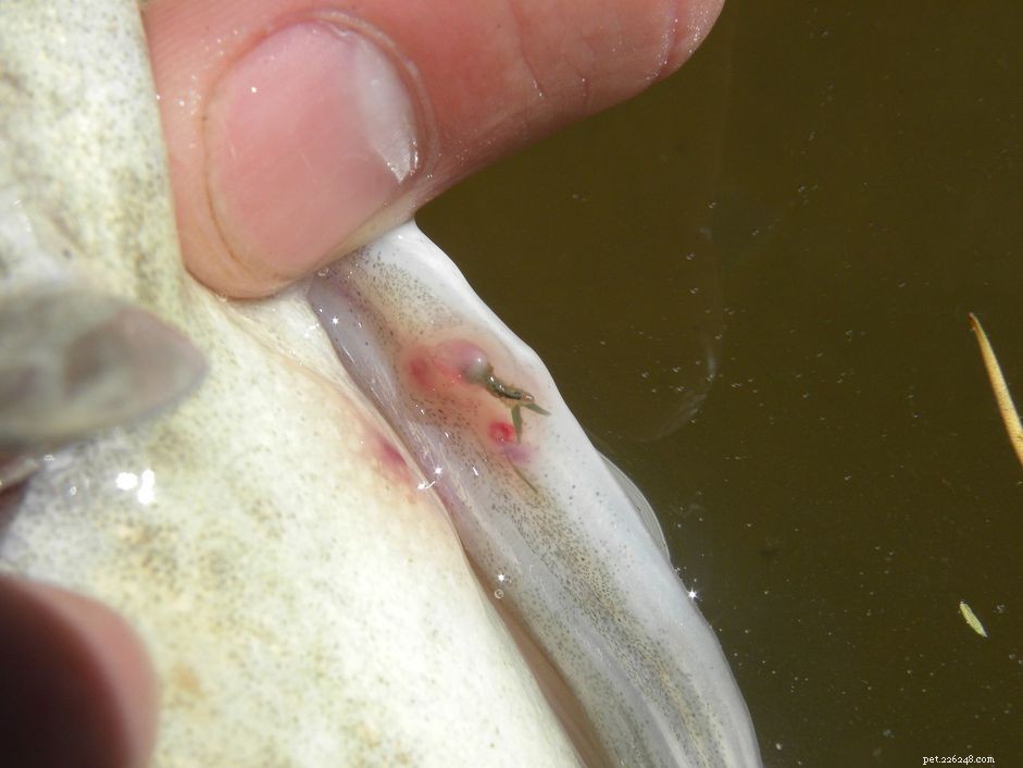Managing Anchor Worm Infestations in Freshwater Fish