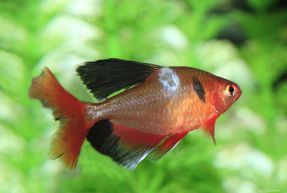 Saprolegnia: Identifying, Treating, and Preventing Water Mold in Freshwater Fish