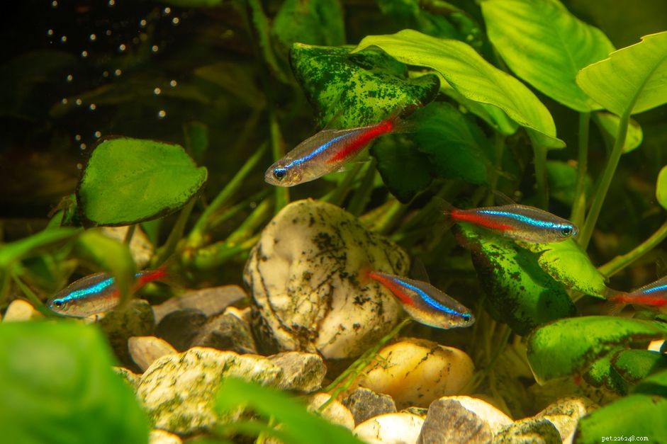 Choosing Compatible Freshwater Fish for Your Ideal Aquarium